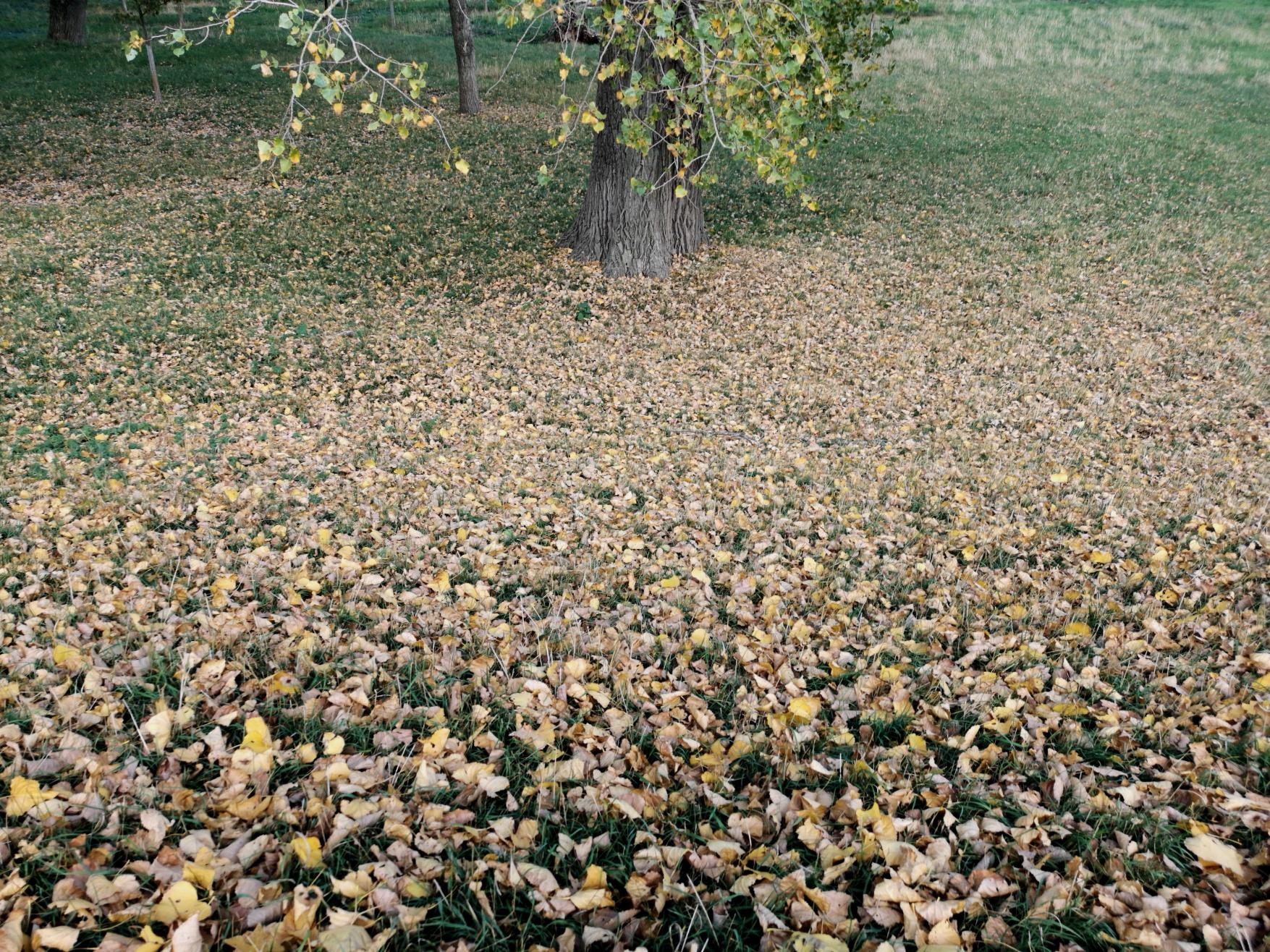 fallen leaves Bild