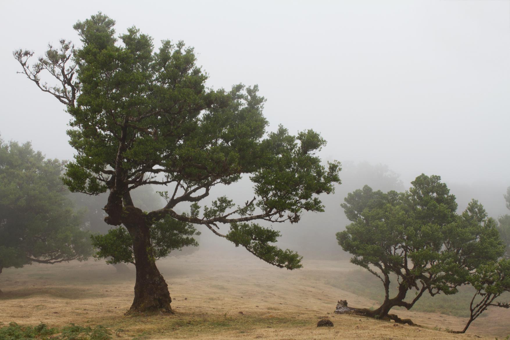 Image: Madeira - trees